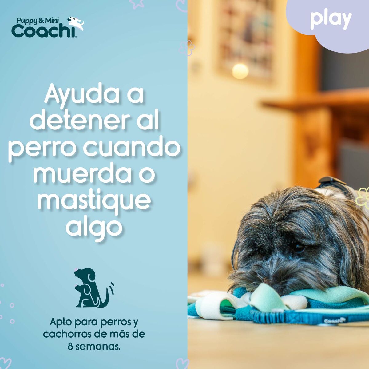 Jouet pour chien Coachi PUPPY & MINI TUGGI SPIDER Green — photo 4