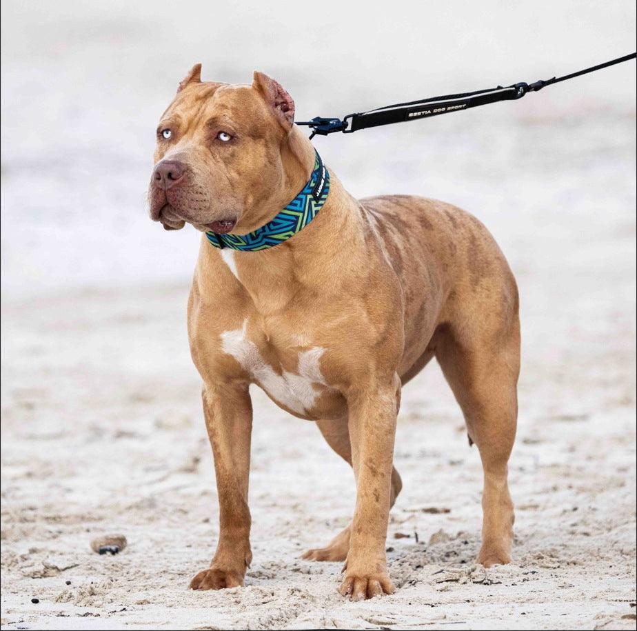 Bestia Dog Sport Collier GripPro Print - Blue&Green — photo 3