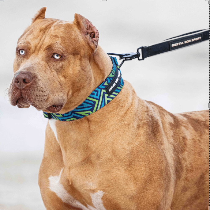Bestia Dog Sport Collier GripPro Print - Blue&Green — photo 5