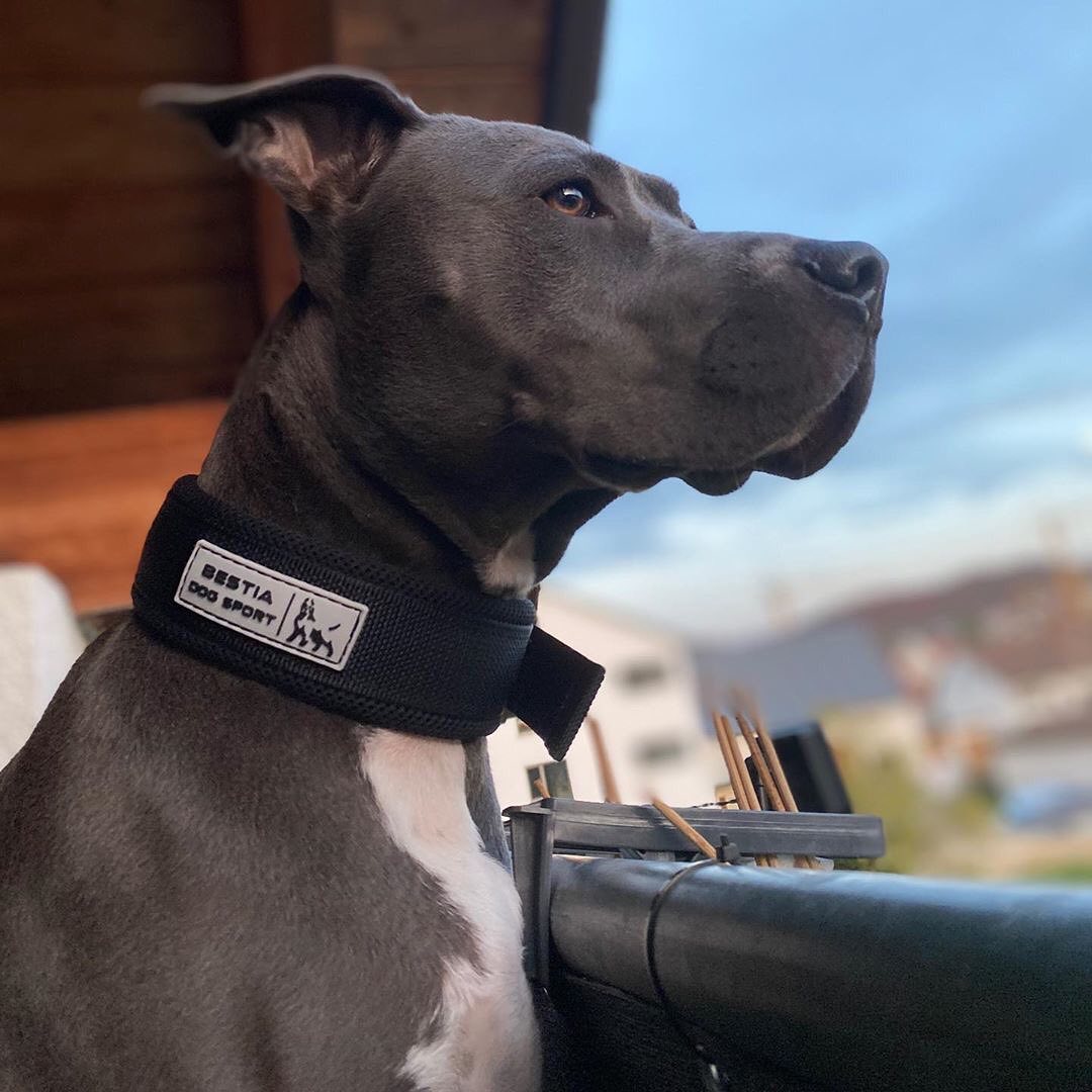 Collier Bestia Dog Sport à ouverture rapide noir et or — photo 4