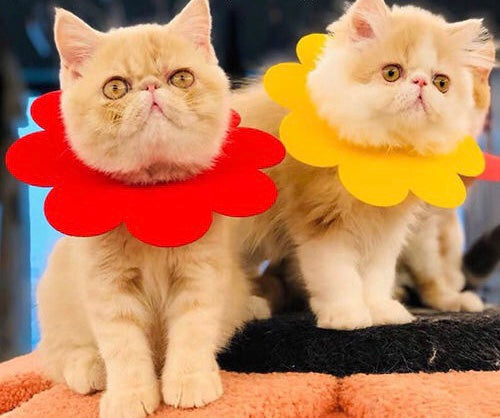 Woof & Meow Collier de protection anti-morsure pour blessures Sunflowers — photo 2