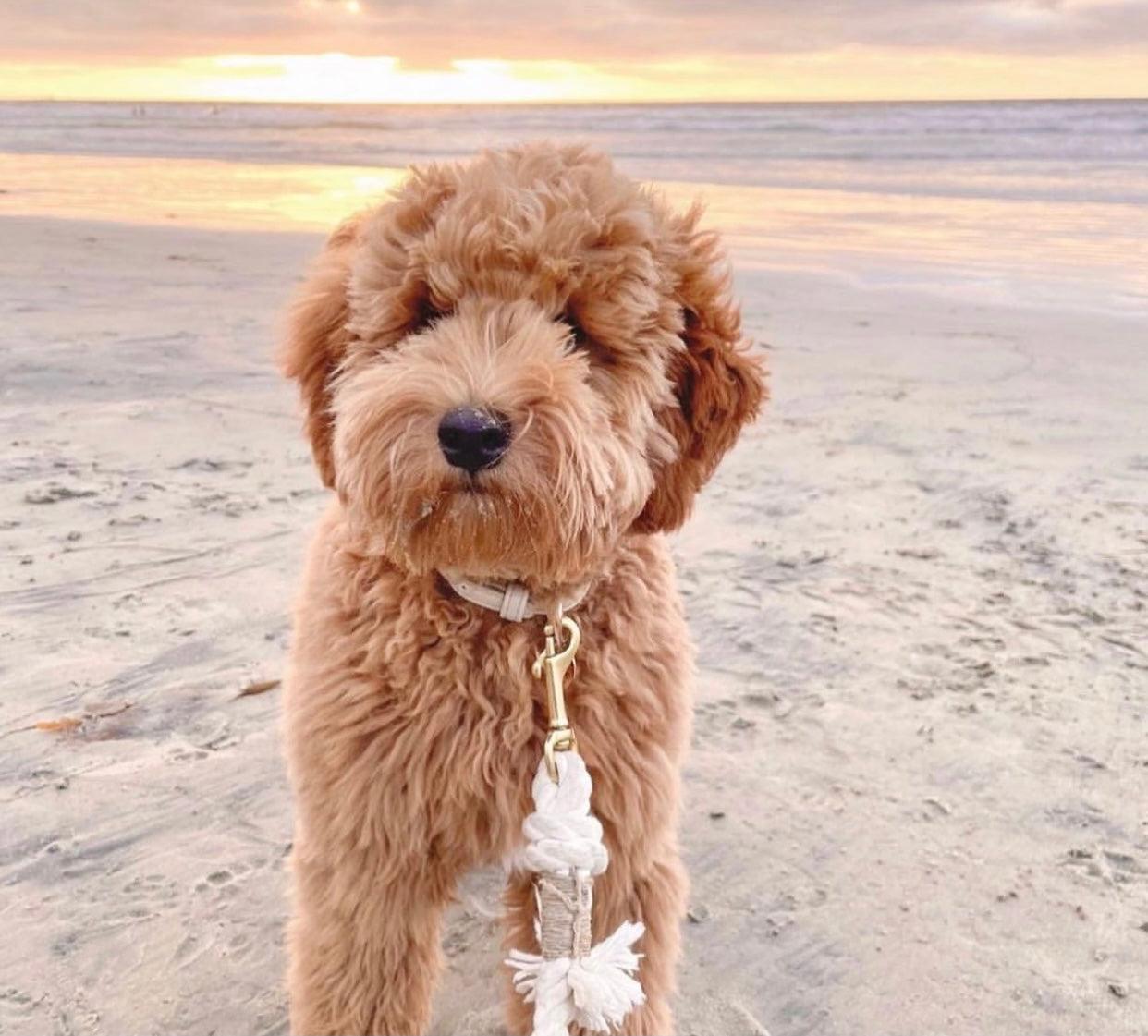 Pawsome Pets New York Laisse en corde - Natural — Colliers, laisses et harnais — photo 3