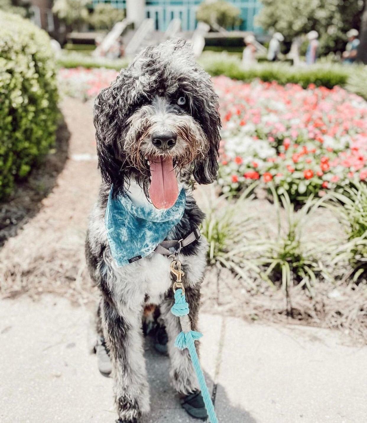Pawsome Pets New York Smycz linowa - Ombre teal — Obroże, smycze i szelki — photo 5