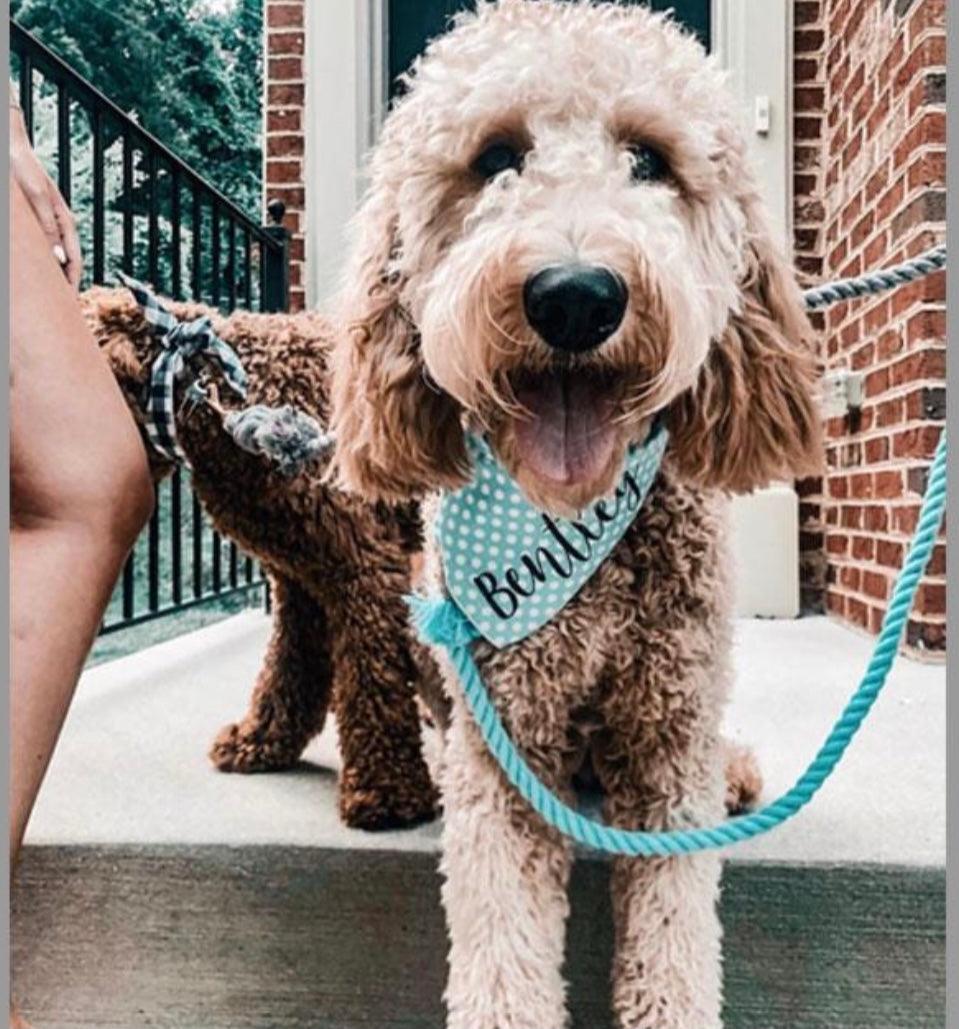 Pawsome Pets New York Smycz linowa - Ombre teal — Obroże, smycze i szelki — photo 3