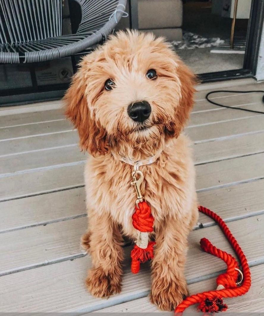 Pawsome Pets New York Laisse en corde - Sunny Daze — Colliers, laisses et harnais — photo 6