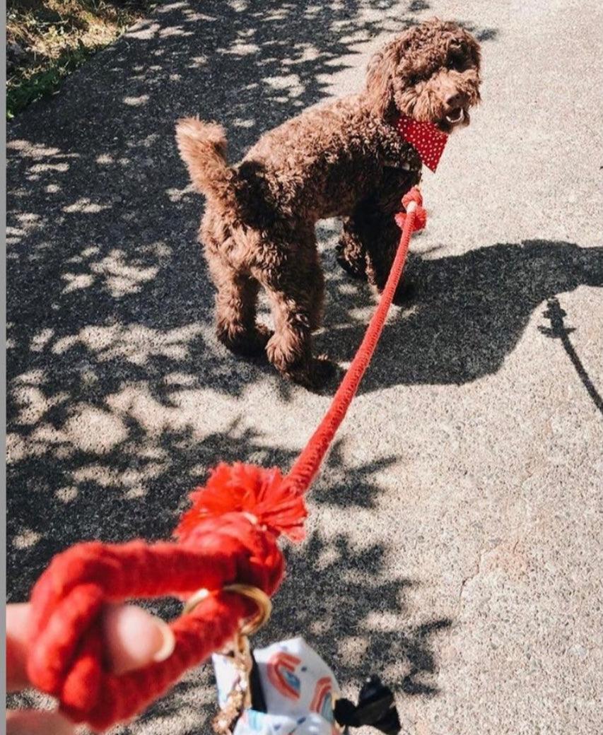 Pawsome Pets New York Laisse en corde - Sunny Daze — Colliers, laisses et harnais — photo 4