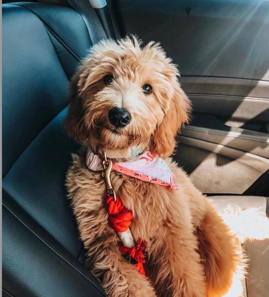 Pawsome Pets New York Laisse en corde - Sunny Daze — Colliers, laisses et harnais — photo 3