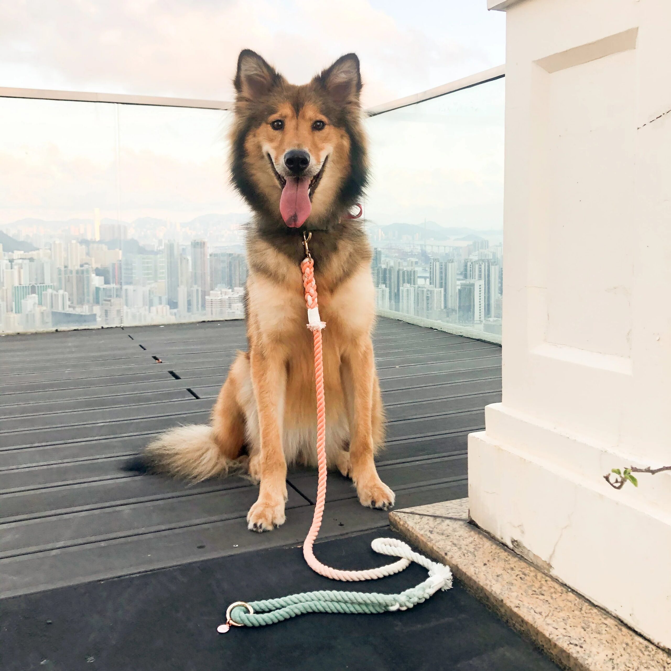 Pawsome Pets New York Laisse en corde pour chien mains libres - Bubble soda — Colliers, laisses et harnais — photo 3