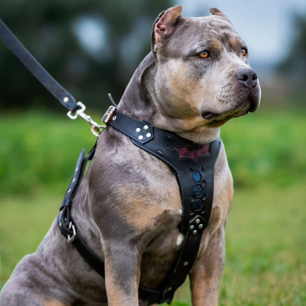 Bestia BATDOG harness Medium Size — Obroże, smycze i szelki — photo 2