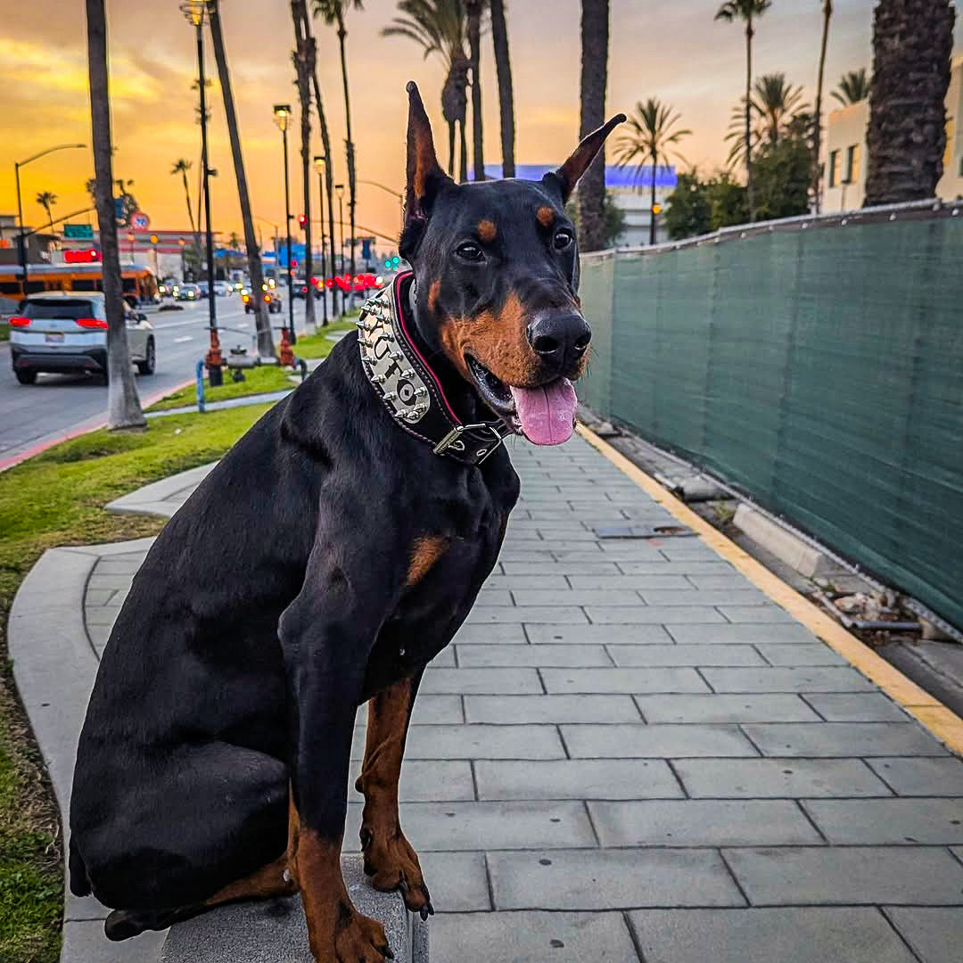 Bestia Obroża "Kennel" - personalizowana! — photo 4