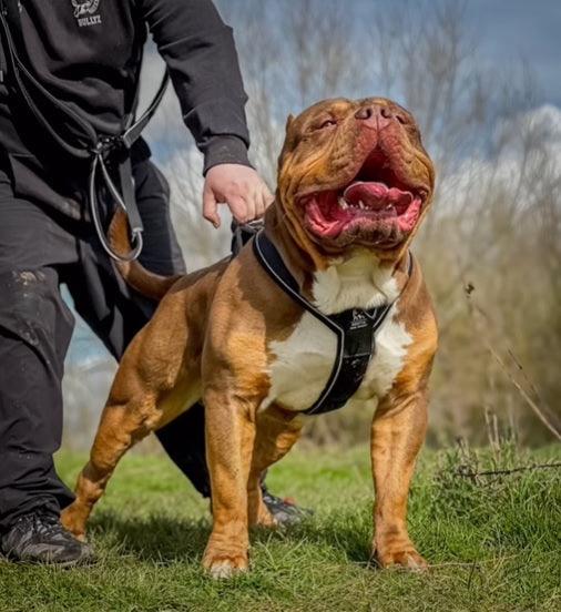 Harnais Heavy Duty GripPro BESTIA DOG SPORT — Colliers, laisses et harnais — photo 6