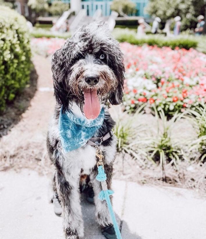 Pawsome Pets New York Bandana - Ocean blue — Ubranka dla psów — photo 3
