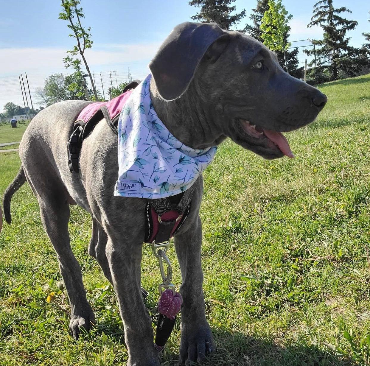 Pawsome Pets New York Bandana - Leaf — Ubranka dla psów — photo 3