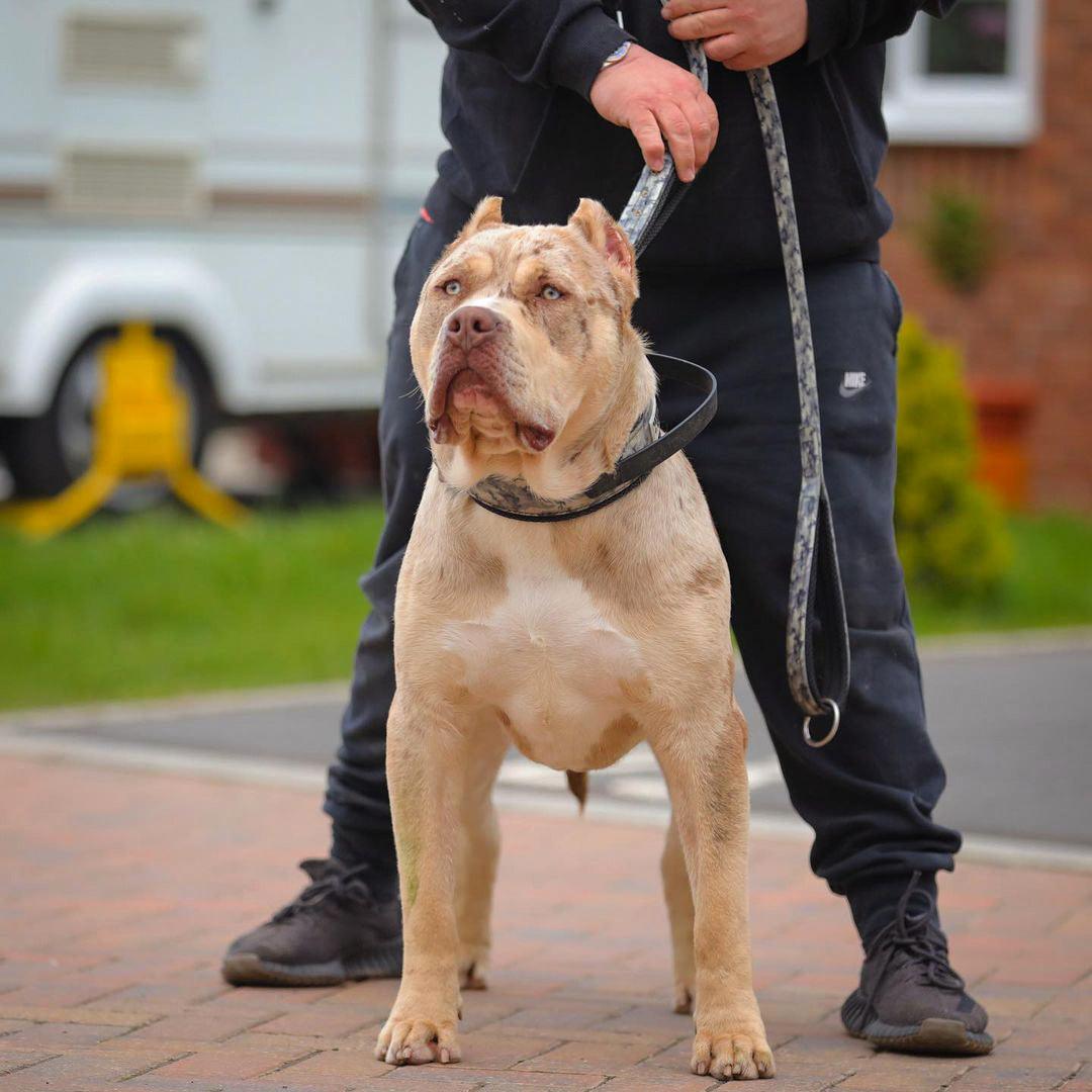 Laisse double poignée Bestia Dog Sport gris camo — Colliers, laisses et harnais — photo 4