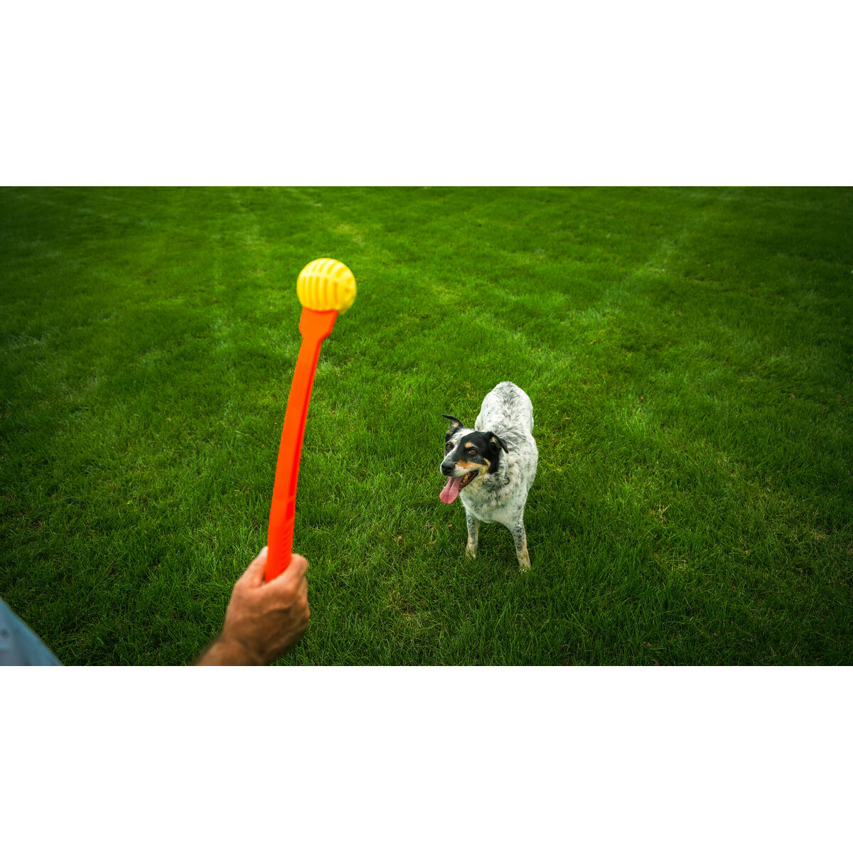 Lanceur de balles pour chiens Hunter avec balle en caoutchouc jaune orange — Jouets — photo 6
