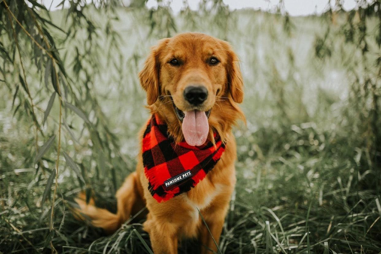 Pawsome Pets New York Bandana - Finley — Ubranka dla psów — photo 3