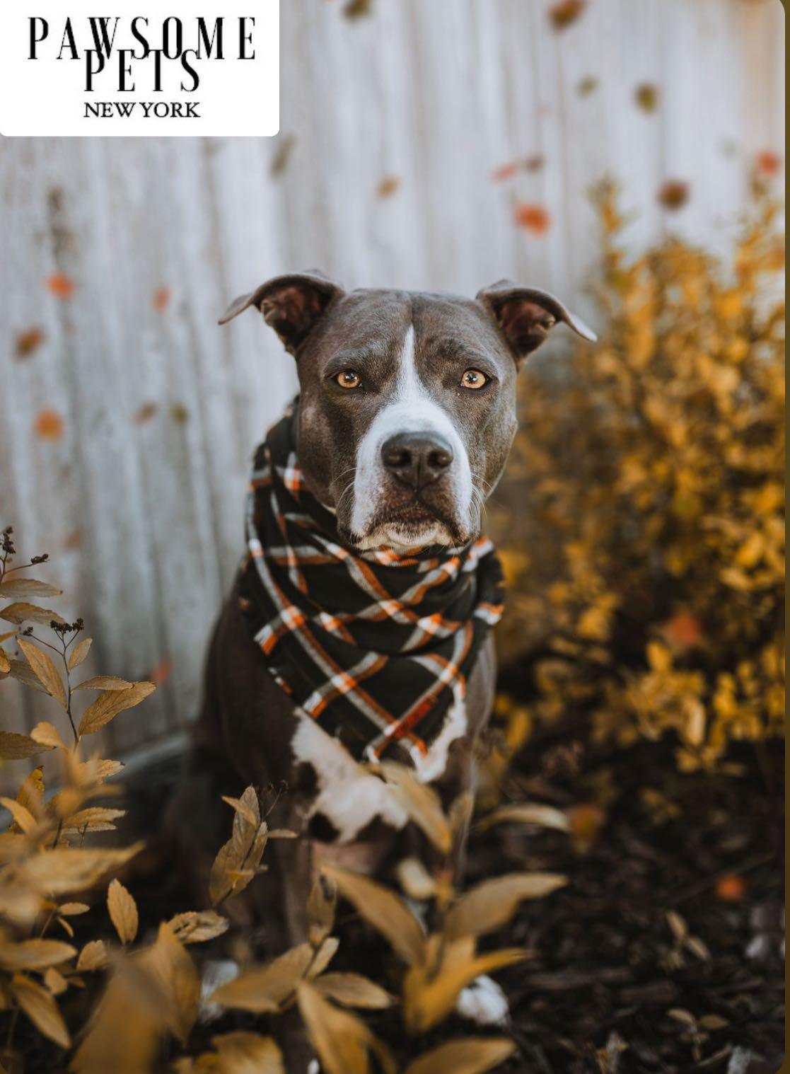 Pawsome Pets New York Bandana - Juniper — Ubranka dla psów — photo 3