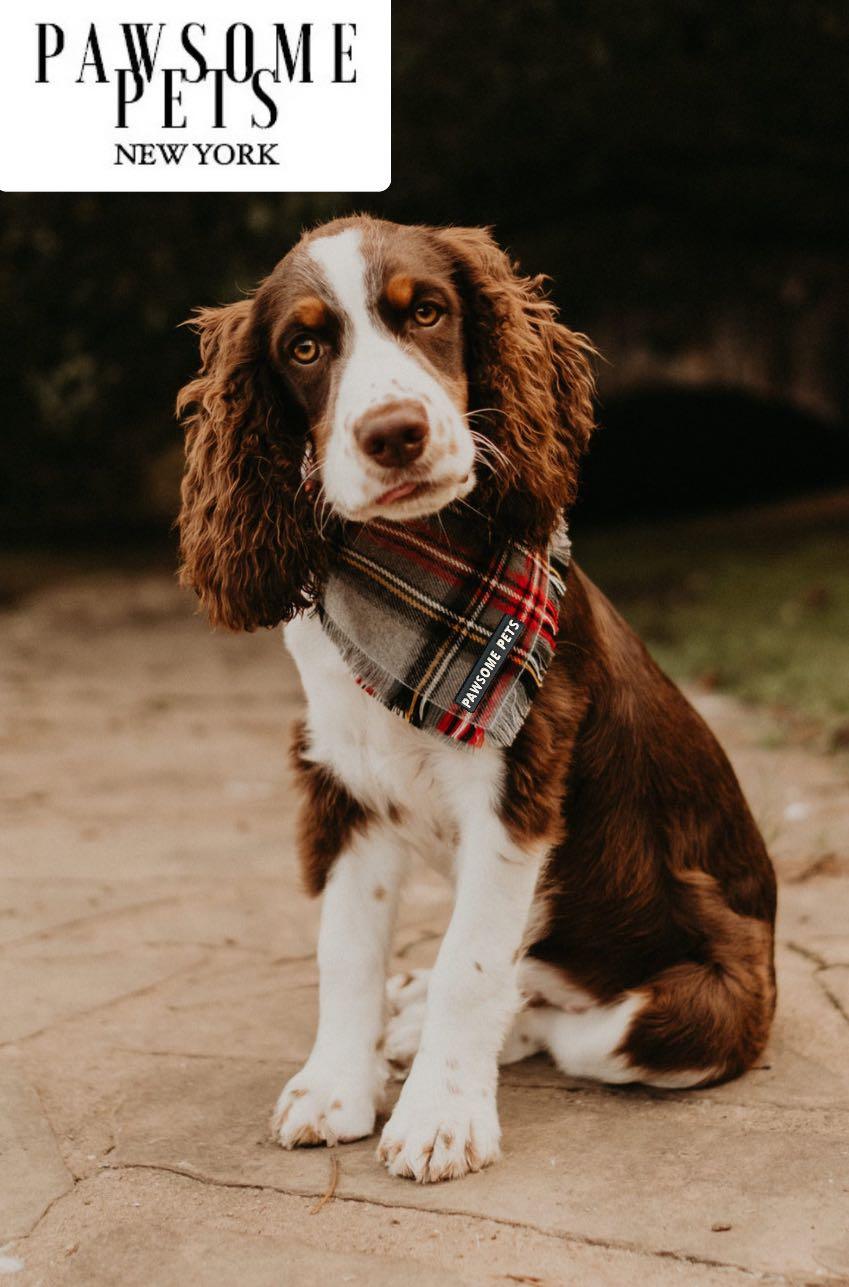Pawsome Pets New York Bandana - Noelle — Ubranka dla psów — photo 3