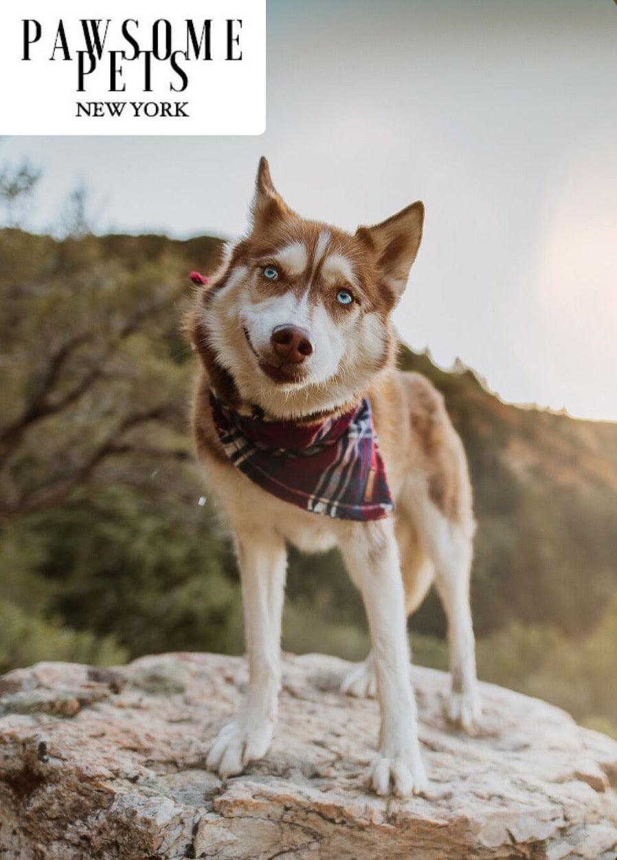 Pawsome Pets New York Bandana - Tinsel — Vêtements pour chiens — photo 3