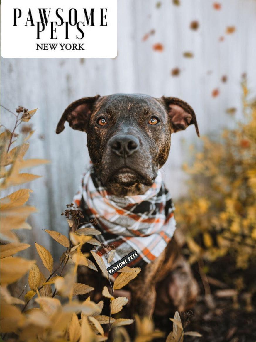 Pawsome Pets New York Bandana - Jasper — Ubranka dla psów — photo 3