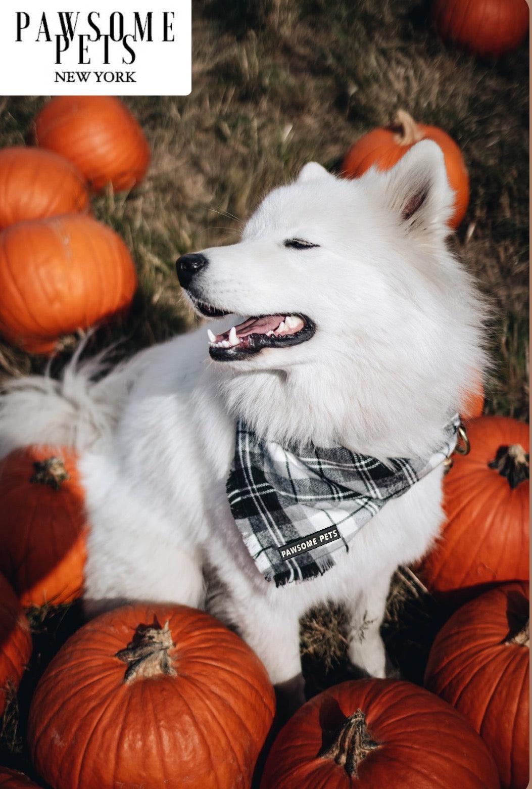 Pawsome Pets New York Bandana - Alpine — Ubranka dla psów — photo 3