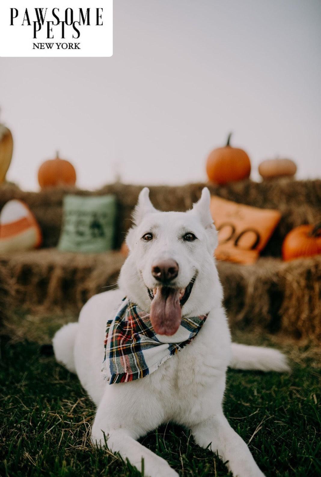 Pawsome Pets New York Bandana - Holly — Ubranka dla psów — photo 3