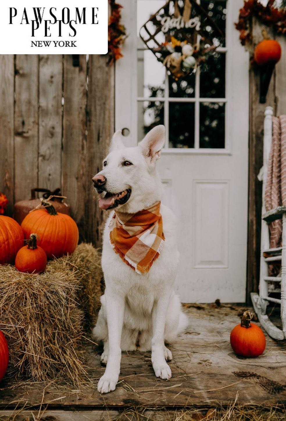 Pawsome Pets New York Bandana - Pumpkin — Ubranka dla psów — photo 3