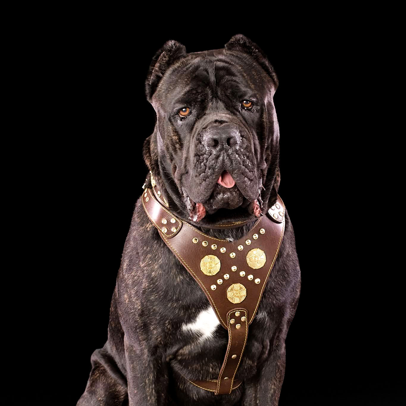 Bestia Szelki "Maximus" brązowe — Obroże, smycze i szelki — photo 4