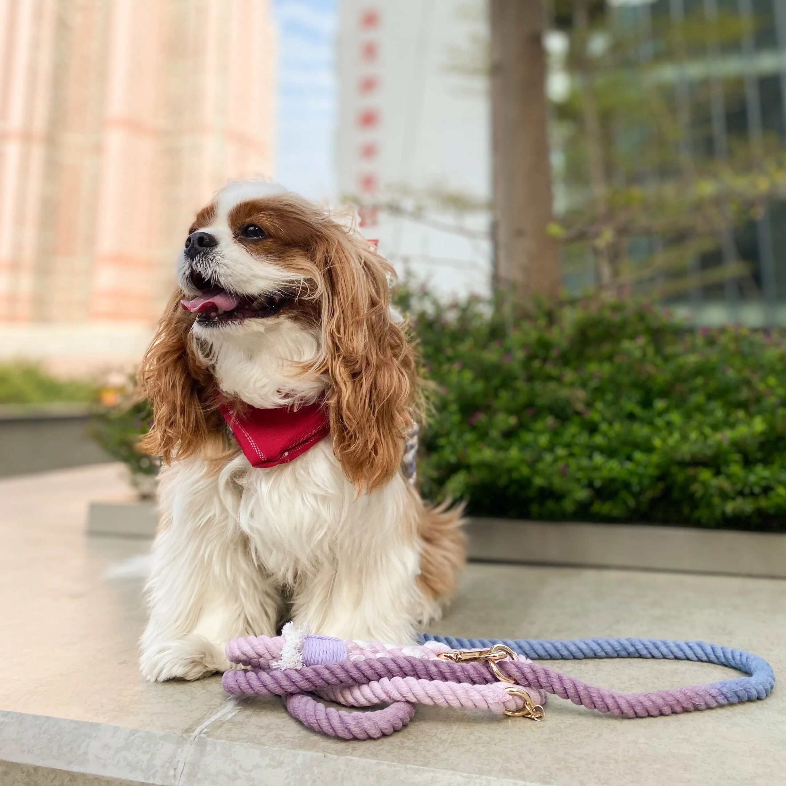 Pawsome Pets New York Smycz linowa - Beautiful violet — Obroże, smycze i szelki — photo 3