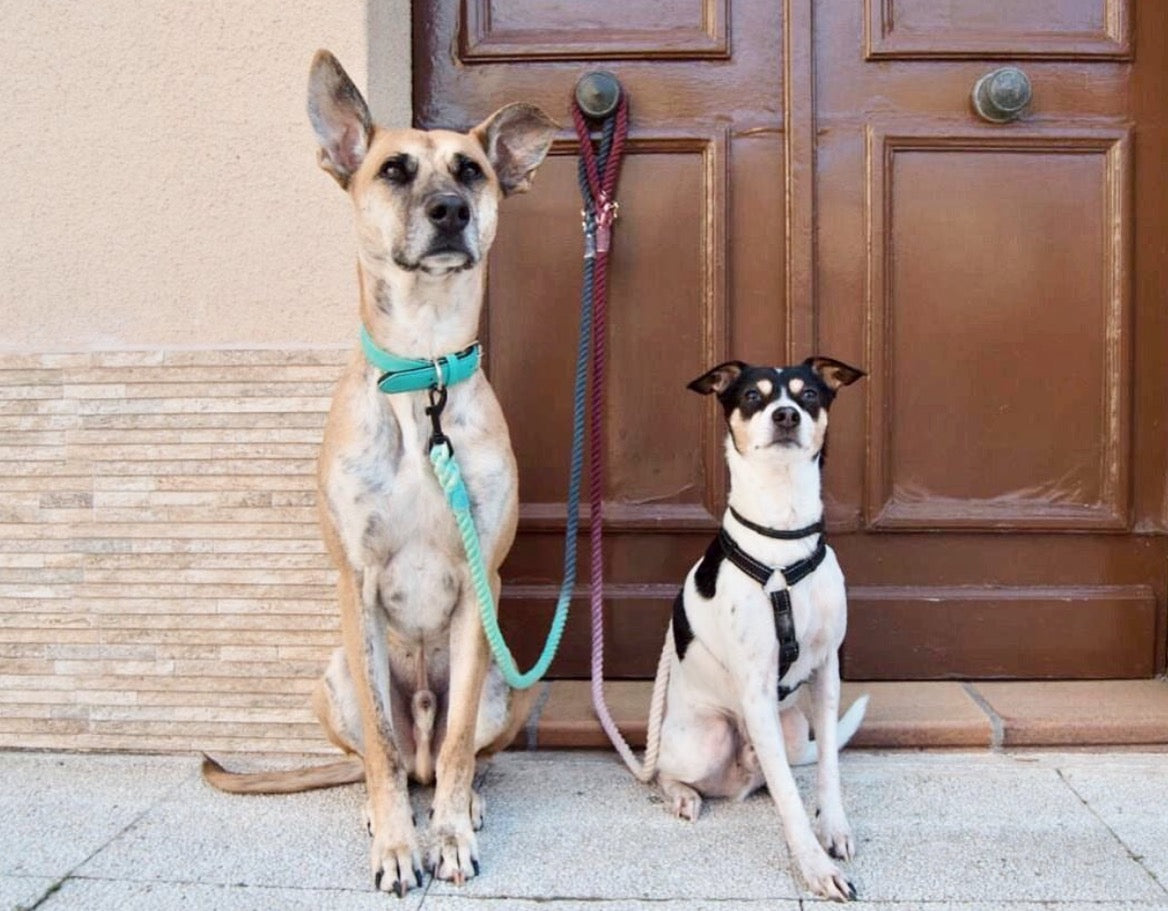 Pawsome Pets New York Smycz linowa - Hawaii vibes — Obroże, smycze i szelki — photo 4
