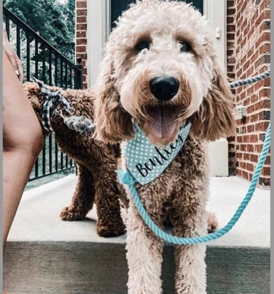 Pawsome Pets New York Smycz linowa dla psa - Miętowa zieleń — Obroże, smycze i szelki — photo 3