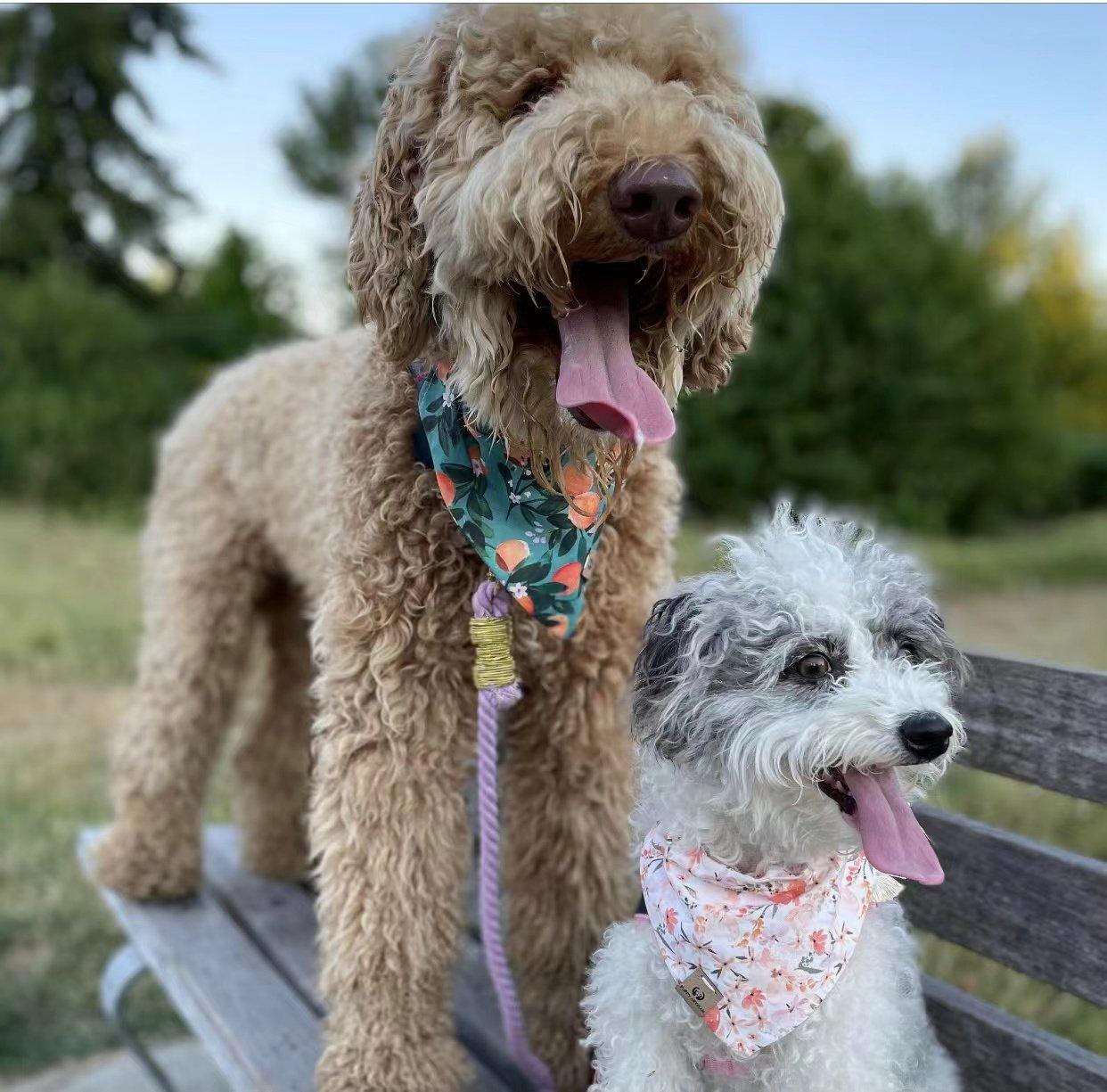 Pawsome Pets New York Smycz linowa dla psa - Miętowa zieleń — Obroże, smycze i szelki — photo 6
