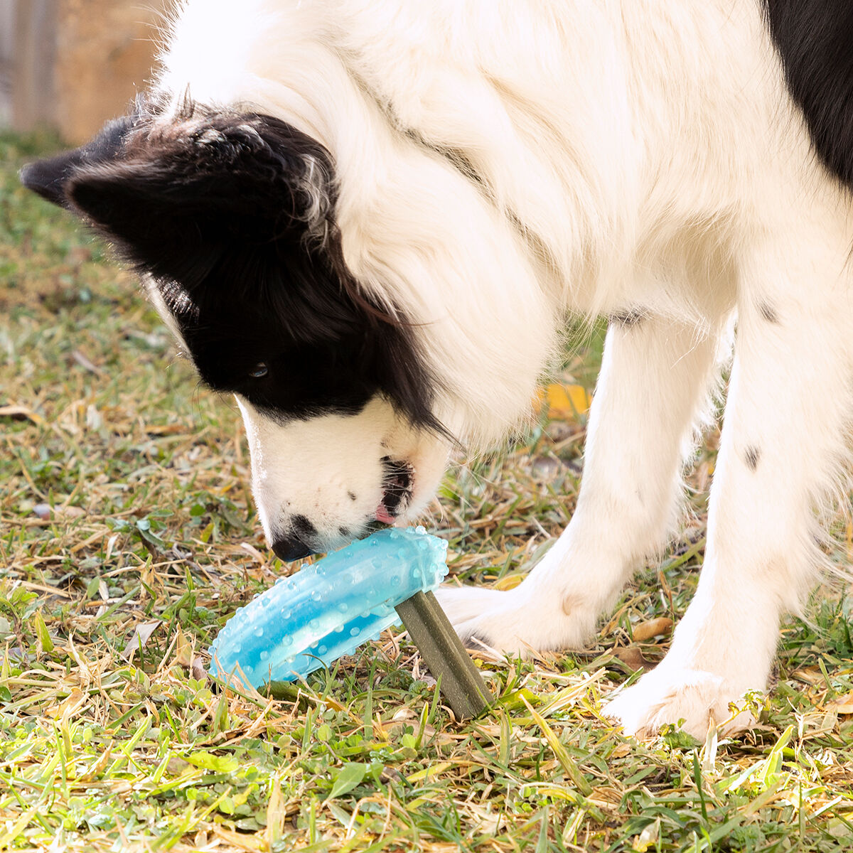 Jouet à mâcher réfrigérable pour animaux Glubiz InnovaGoods 2-en-1 — photo 12