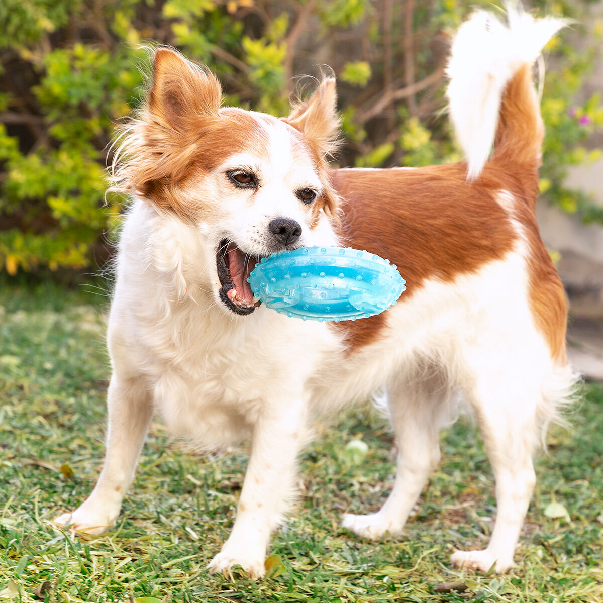 Jouet à mâcher réfrigérable pour animaux Glubiz InnovaGoods 2-en-1 — photo 11