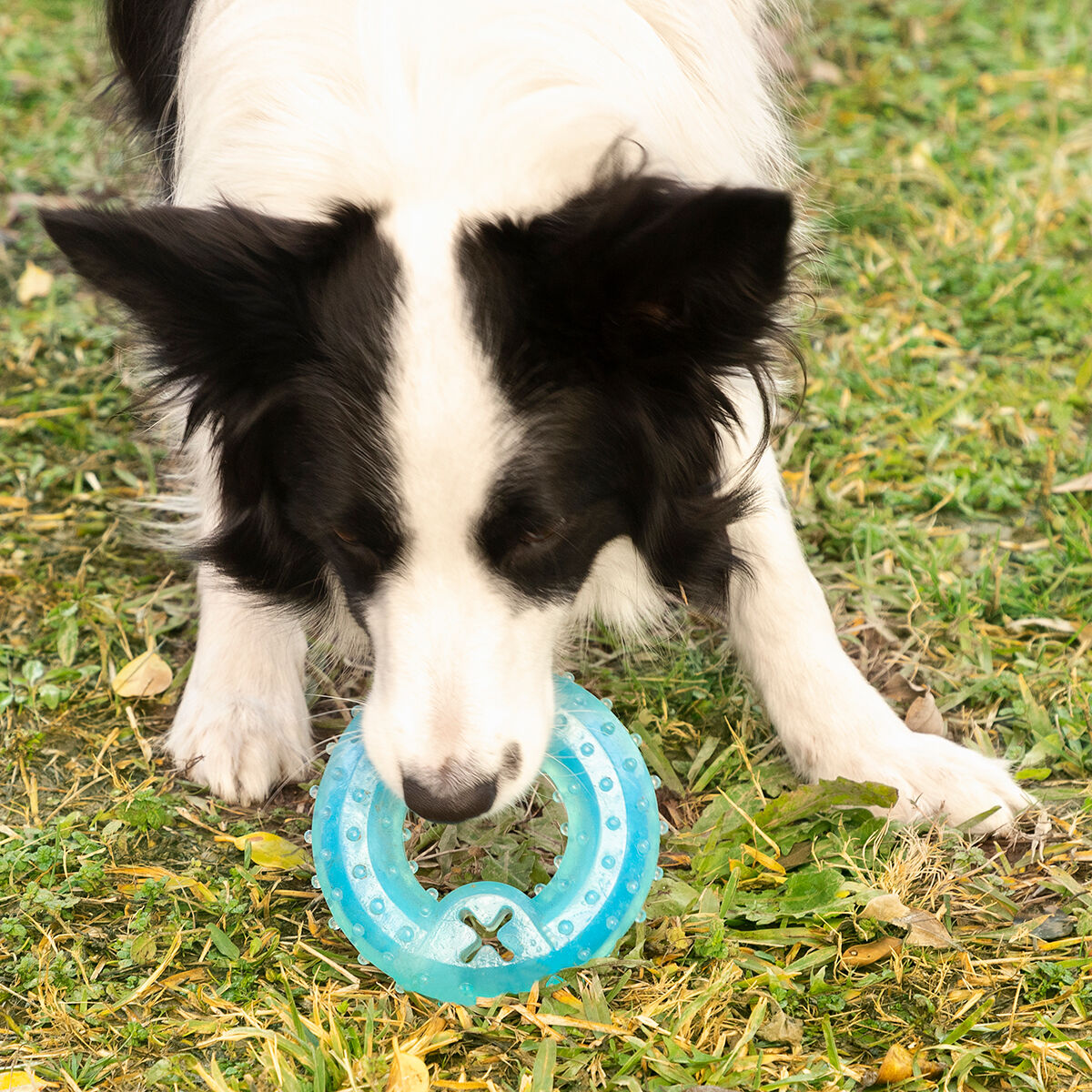 Jouet à mâcher réfrigérable pour animaux Glubiz InnovaGoods 2-en-1 — photo 10