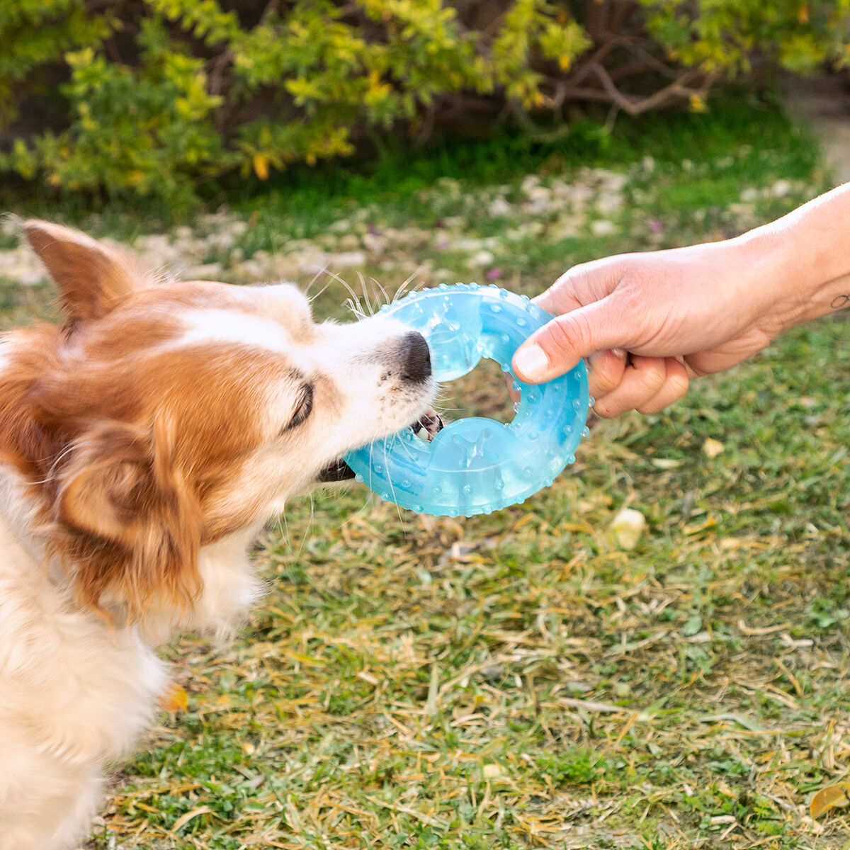 Jouet à mâcher réfrigérable pour animaux Glubiz InnovaGoods 2-en-1 — photo 9