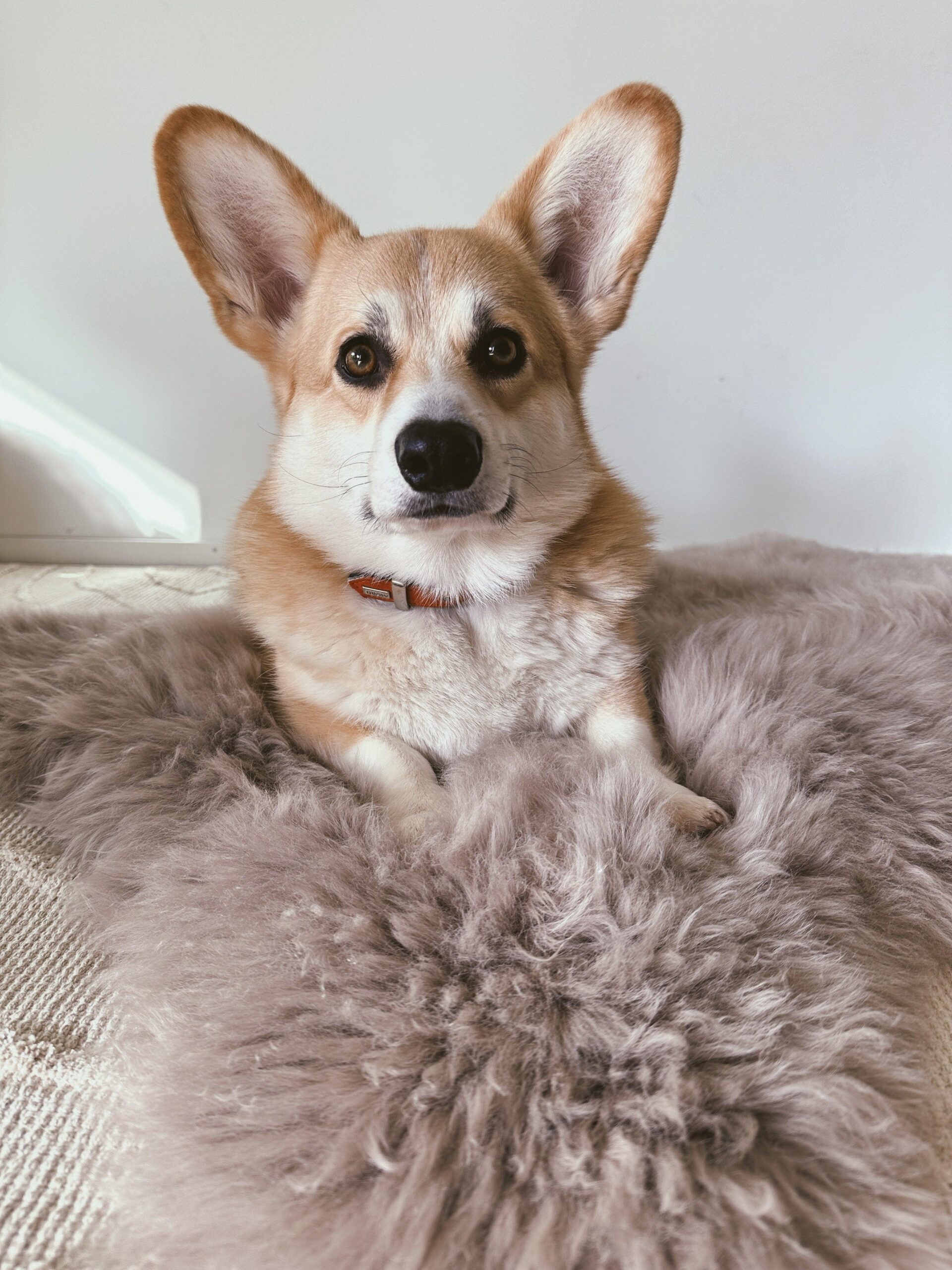 Mellow Pet Store Couchage carré ou rectangulaire en peau de mouton naturelle - Greige — Paniers et caisses — photo 6