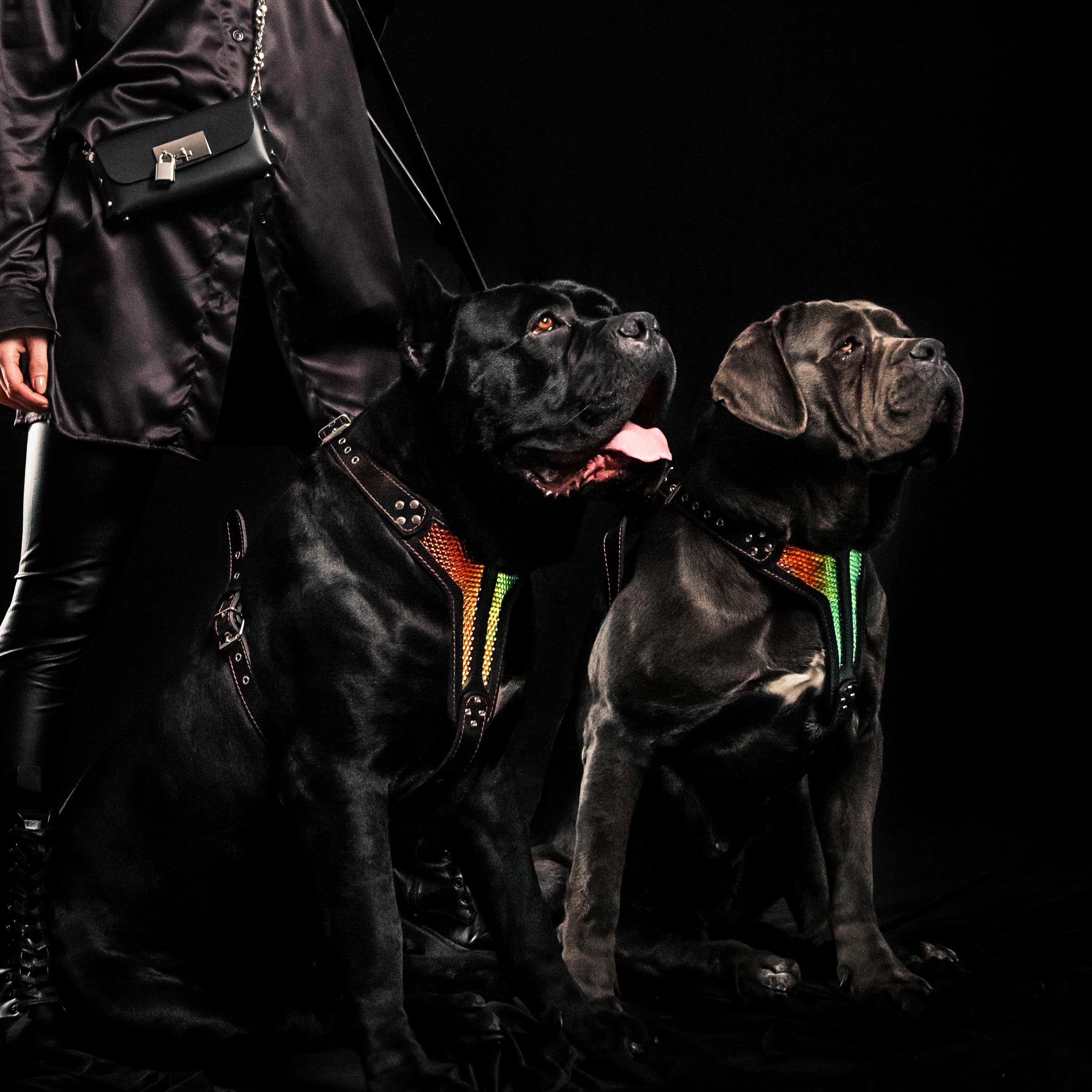 Bestia The ''D`Albertis'' harness LIMITED — Obroże, smycze i szelki — photo 4