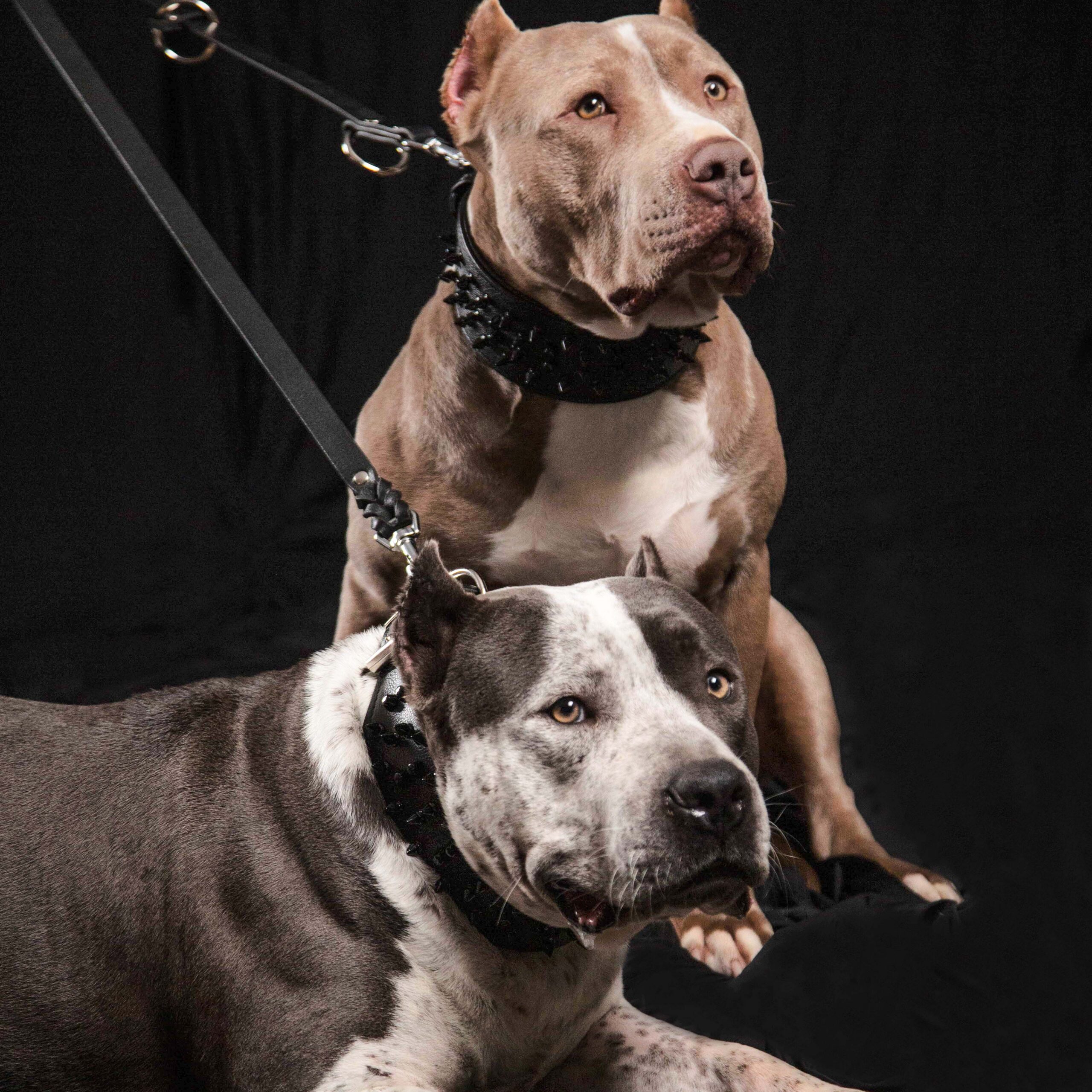 Bestia Dog Sport Wielofunkcyjna smycz Bestia Police — Obroże, smycze i szelki — photo 6