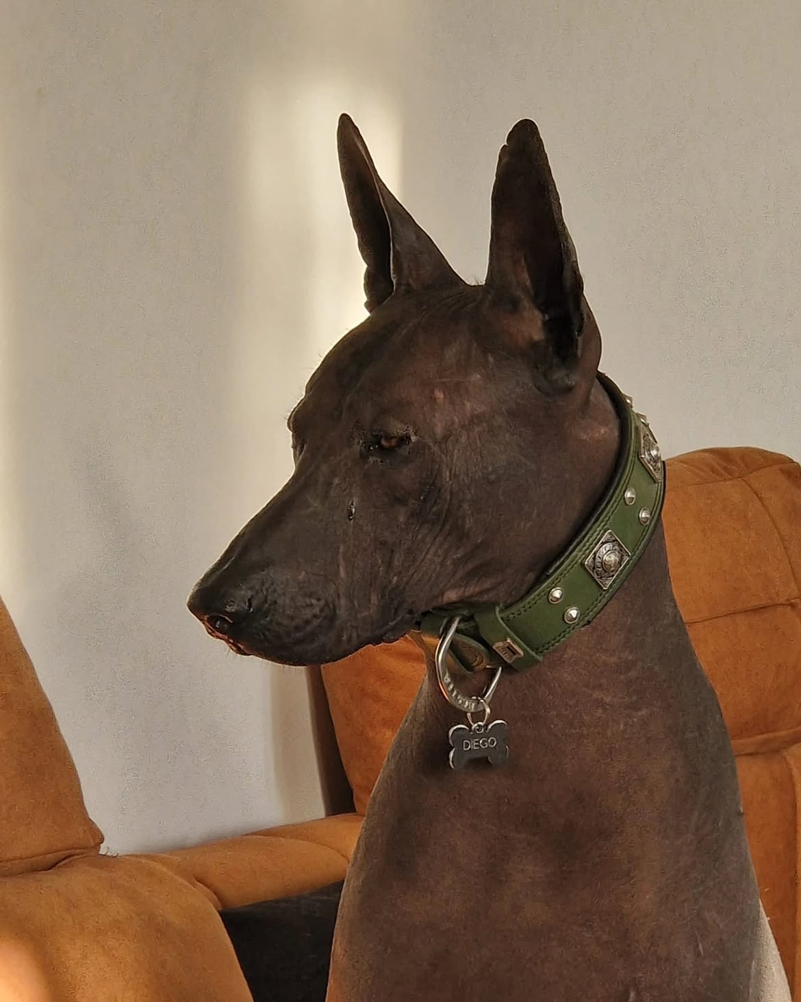 Bestia Le collier "Eros" vert de 2 pouces de large — photo 4