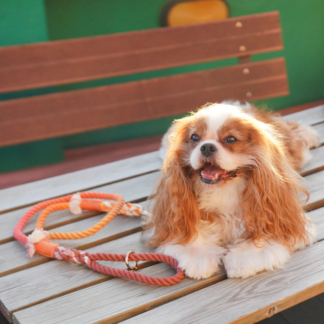 Pawsome Pets New York Smycz linowa - Maple — Obroże, smycze i szelki — photo 3