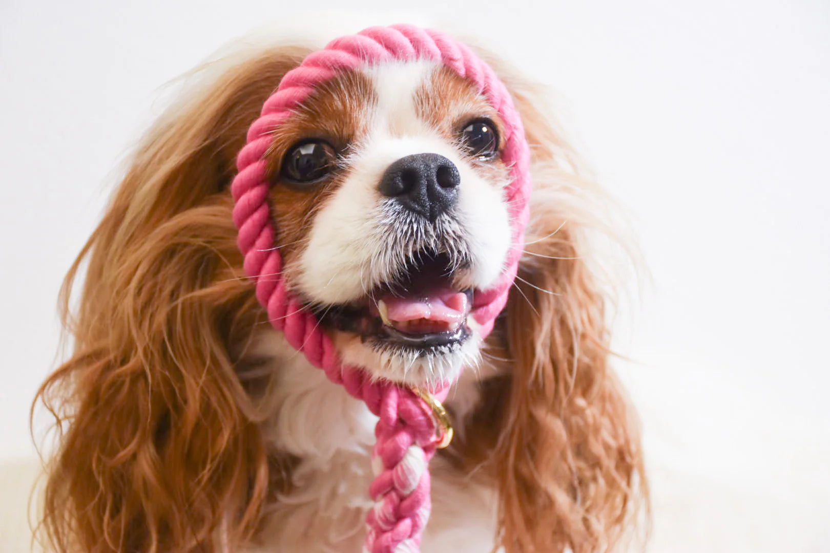Pawsome Pets New York Smycz linowa - Hot pink — Obroże, smycze i szelki — photo 3