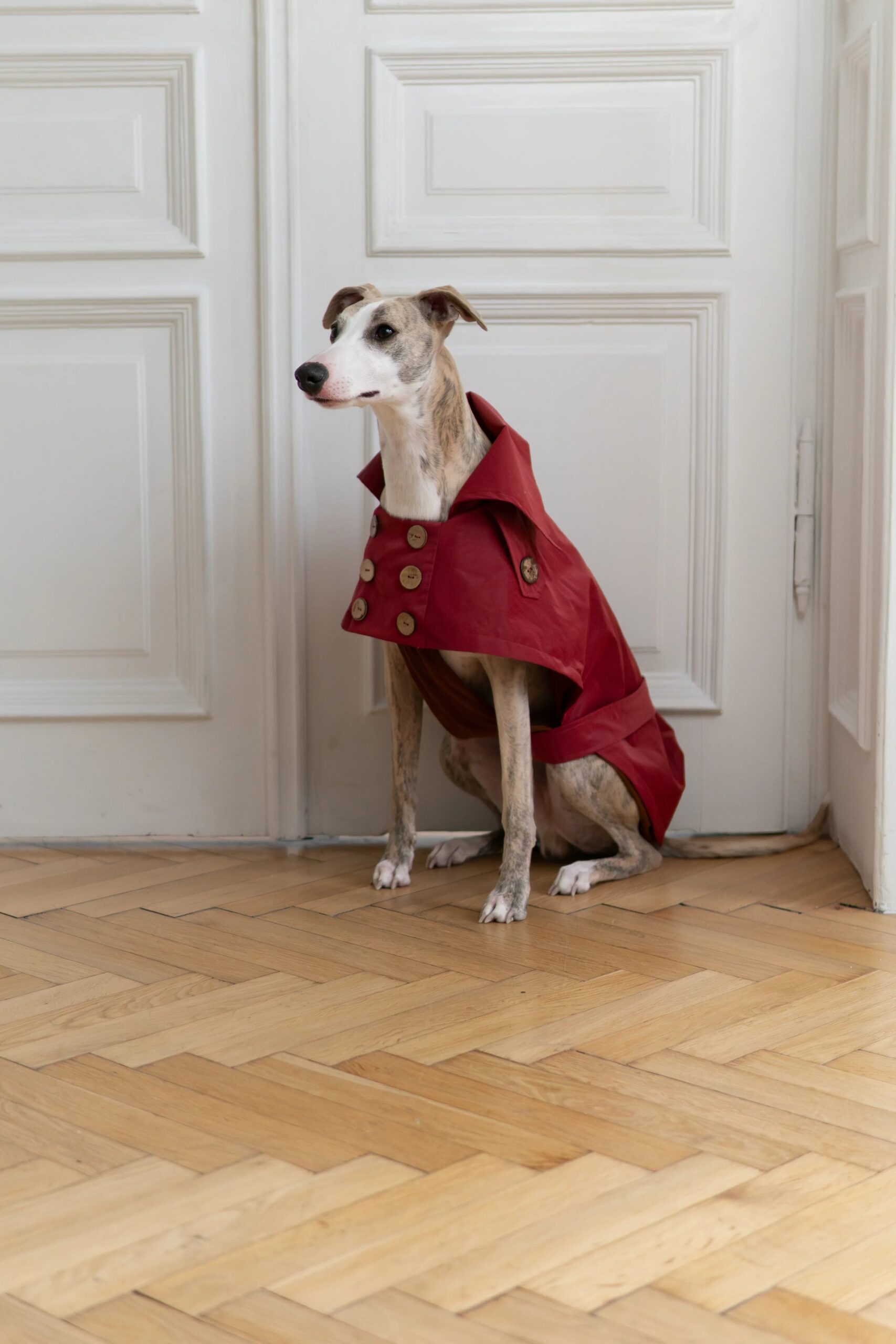 Mellow Pet Store Manteau pour chien déperlant - Burgundy Red — Vêtements pour chiens — photo 3