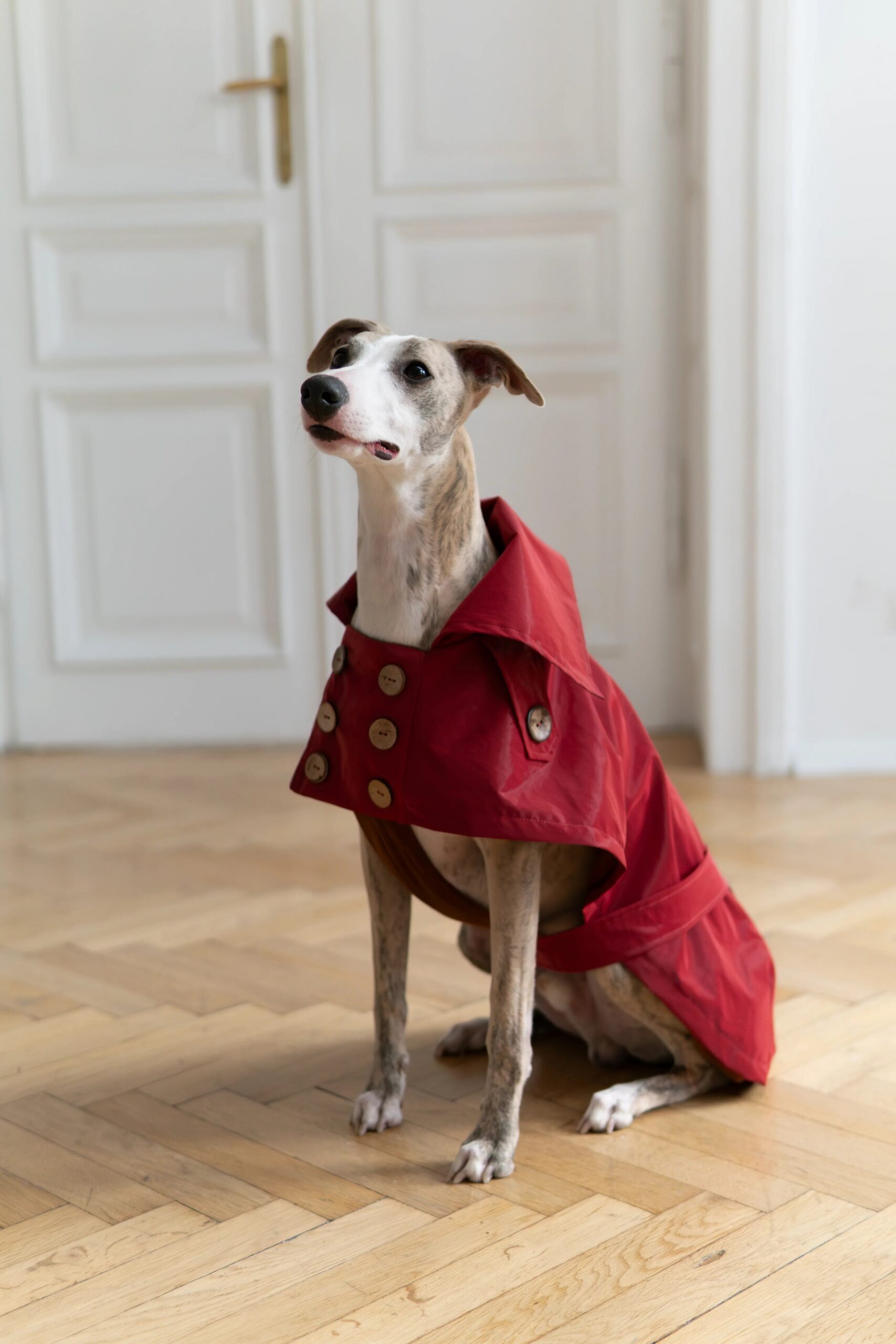 Mellow Pet Store Manteau pour chien déperlant - Burgundy Red — Vêtements pour chiens — photo 4