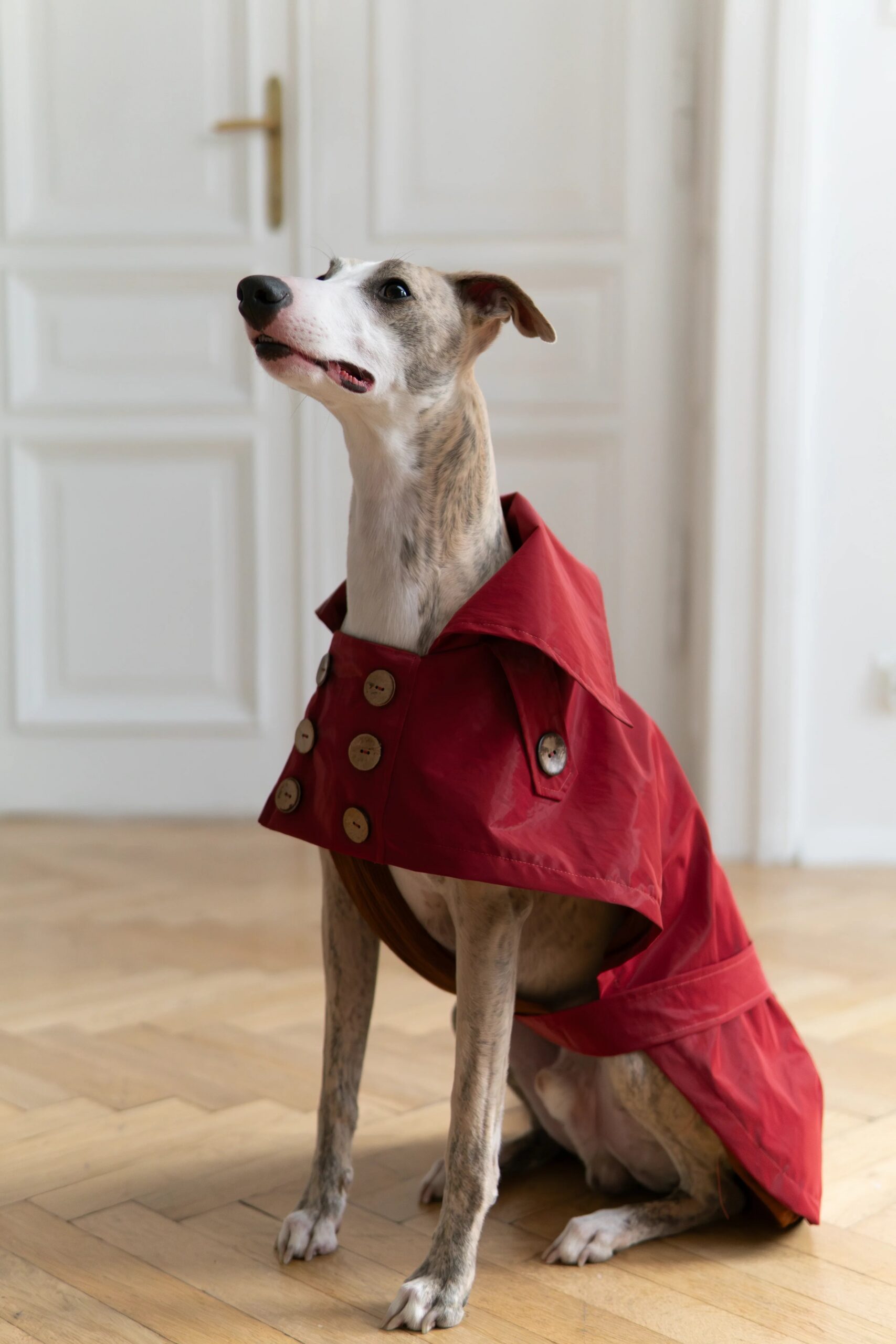 Mellow Pet Store Manteau pour chien déperlant - Burgundy Red — Vêtements pour chiens — photo 5