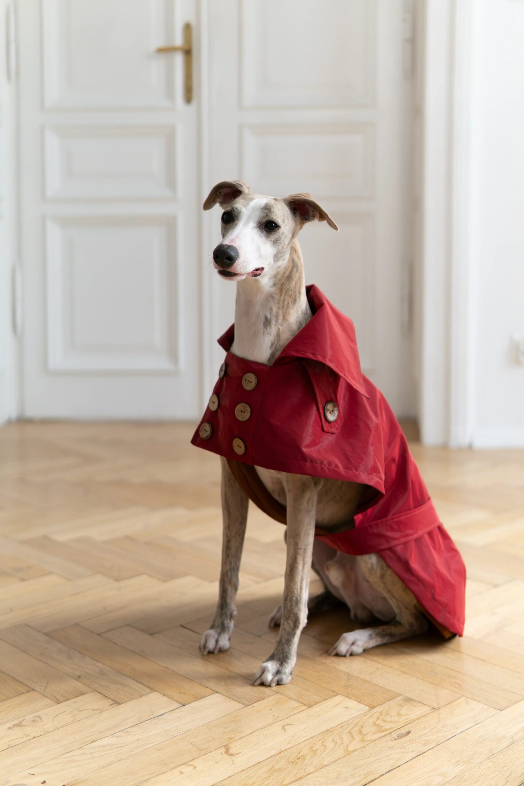 Mellow Pet Store Manteau pour chien déperlant - Burgundy Red — Vêtements pour chiens — photo 2