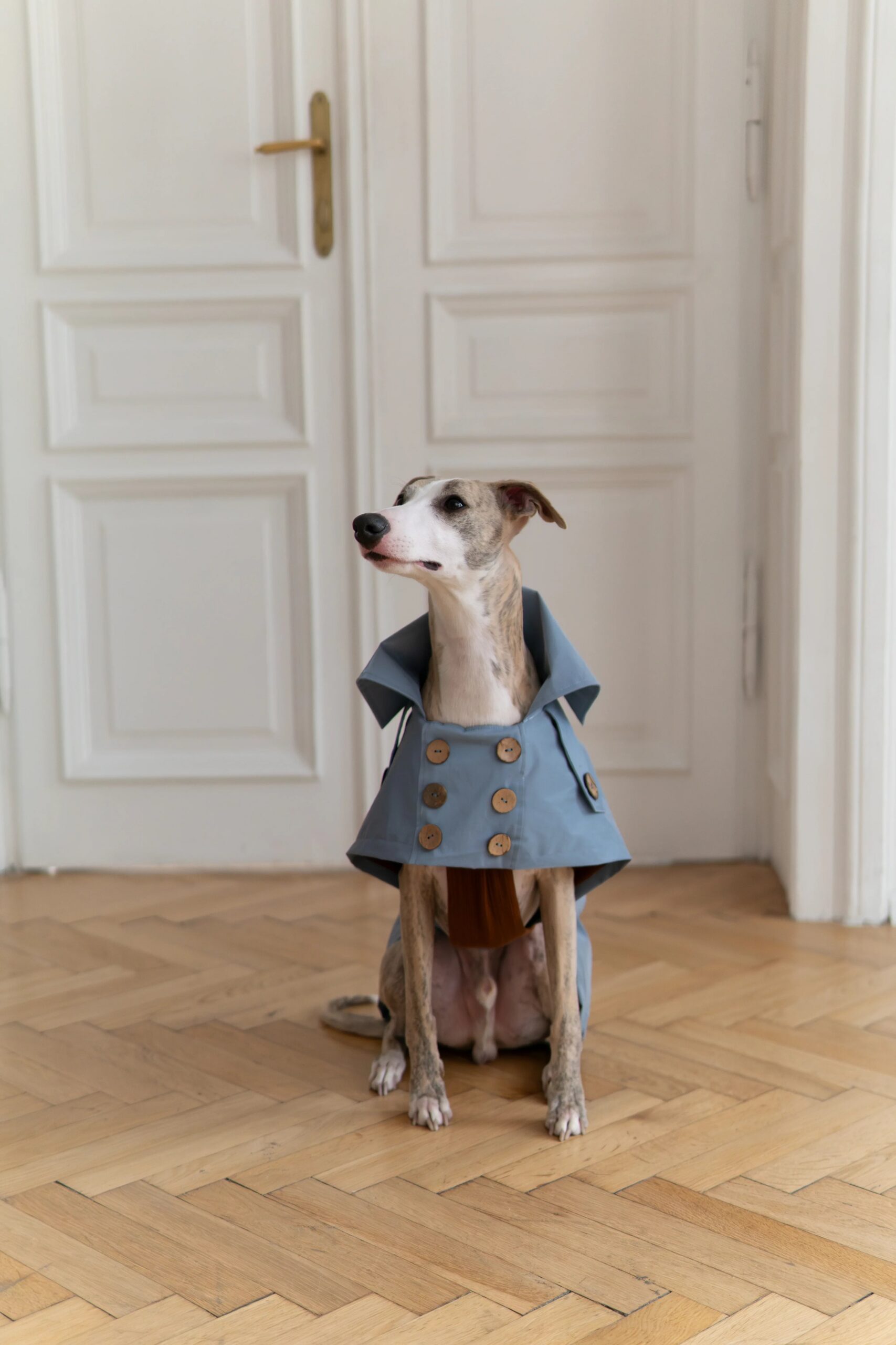 Mellow Pet Store Manteau pour chien déperlant - Light Blue — Vêtements pour chiens — photo 2