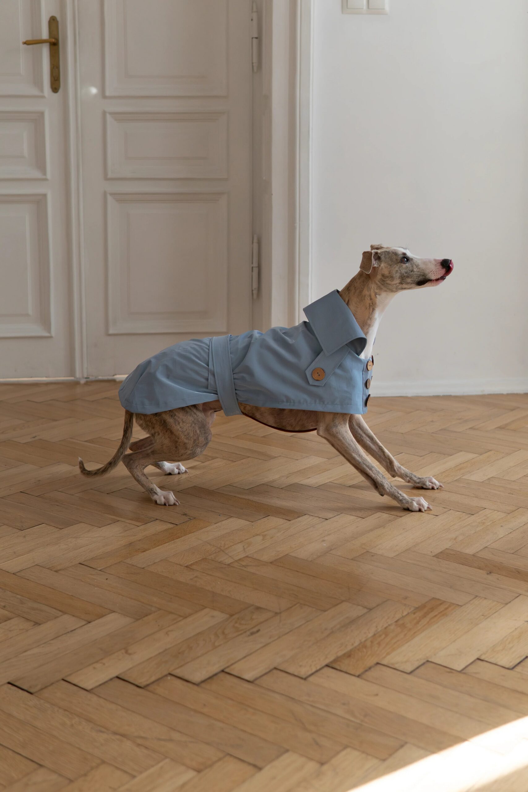 Mellow Pet Store Manteau pour chien déperlant - Light Blue — Vêtements pour chiens — photo 6