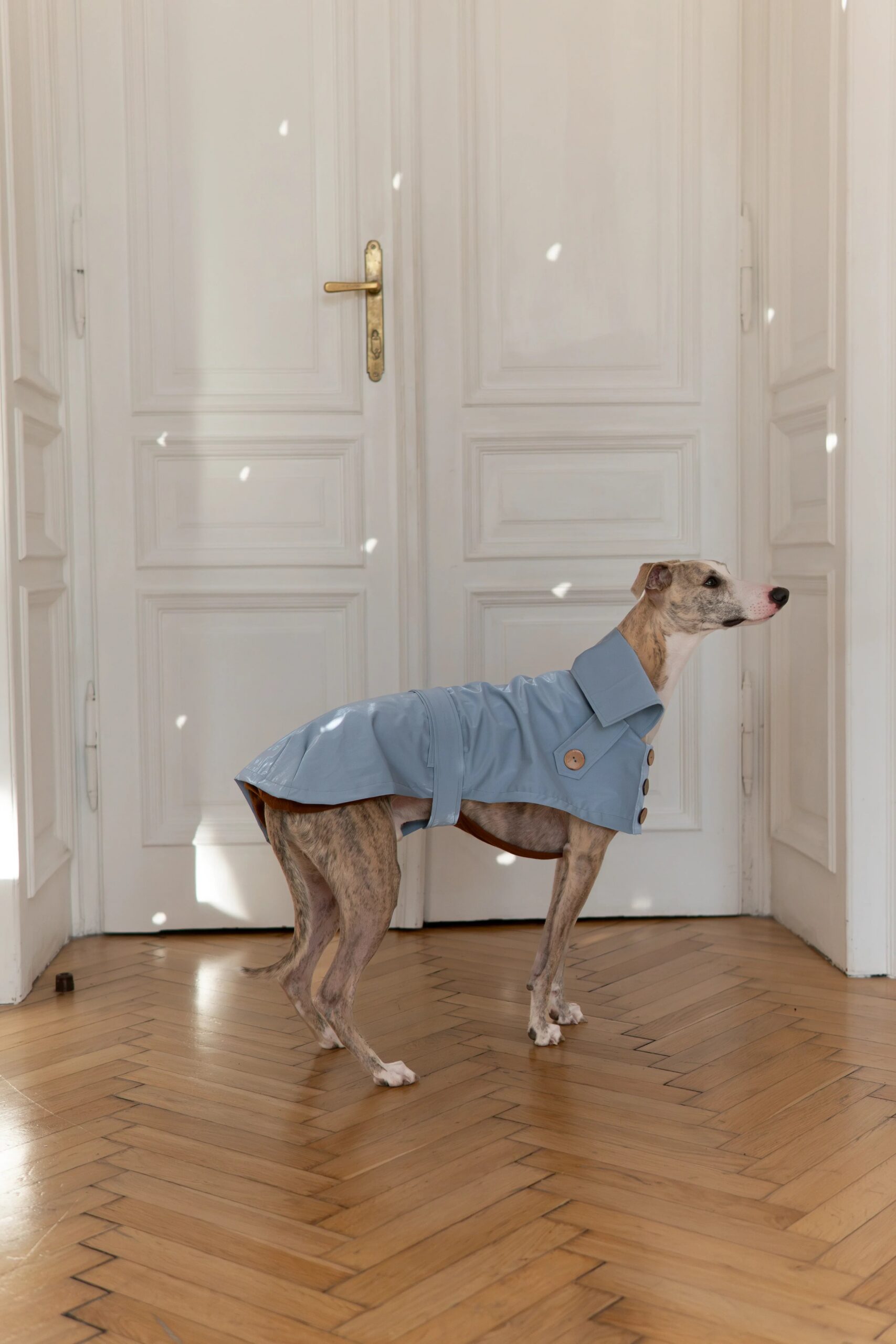 Mellow Pet Store Manteau pour chien déperlant - Light Blue — Vêtements pour chiens — photo 3