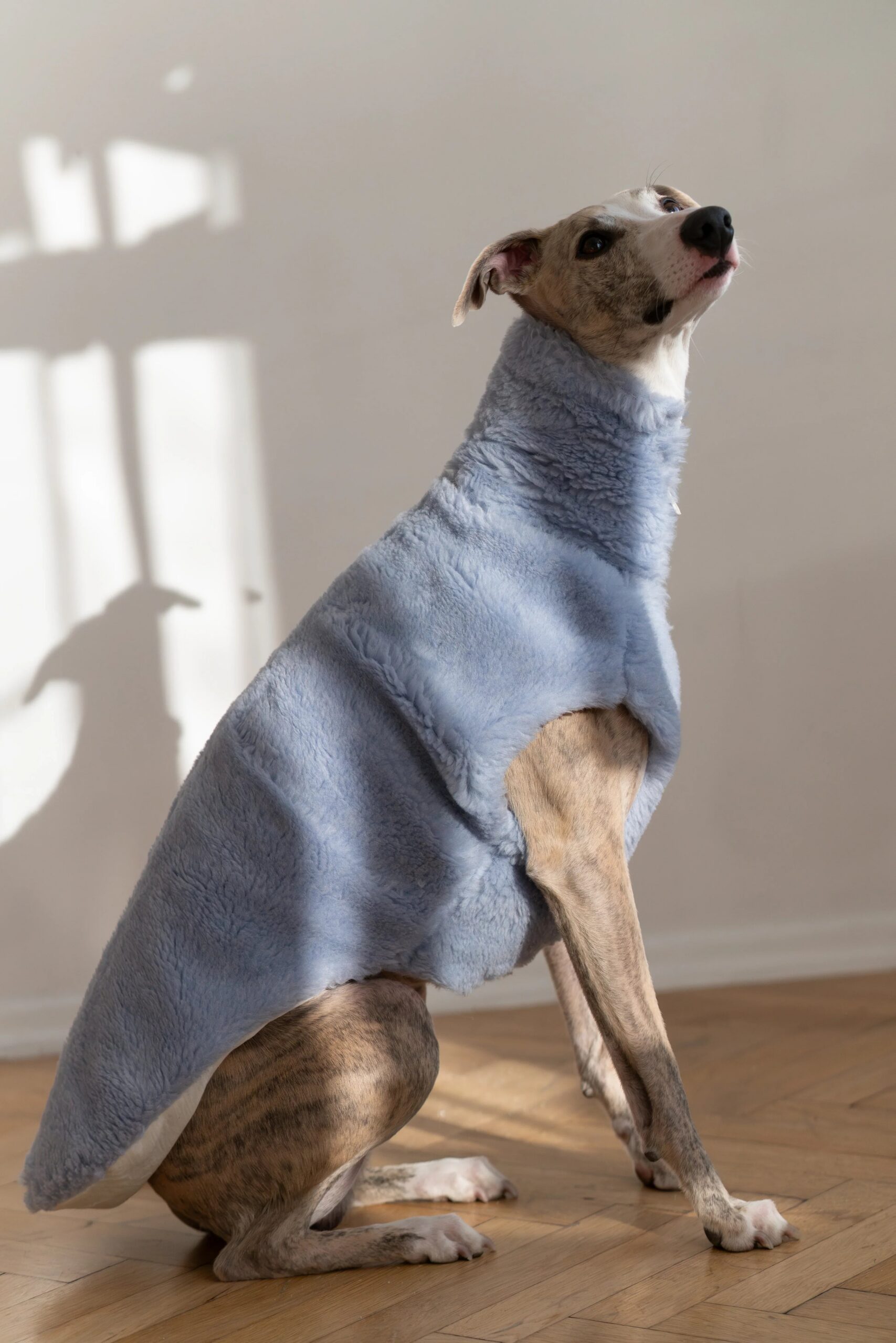 Mellow Pet Store Gilet en laine pour chien - Bleu — Vêtements pour chiens — photo 3